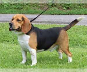 Beagle Dogs for adoption in Prattville, AL, USA