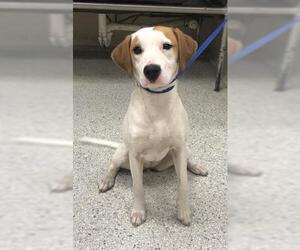 American Foxhound-Labrador Retriever Mix Dogs for adoption in Conroe, TX, USA