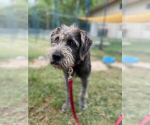 Mutt Dogs for adoption in encino, CA, USA
