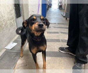 Rottweiler-Unknown Mix Dogs for adoption in San Bernardino, CA, USA
