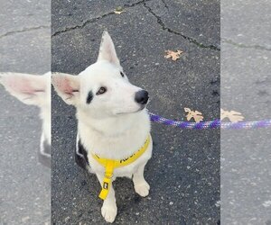 Australian Shepherd-Huskies  Mix Dogs for adoption in Lonsdale, AR, USA