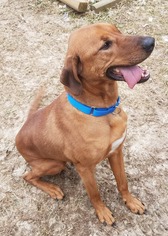 Redbone Coonhound Dogs for adoption in St. Charles, MO, USA