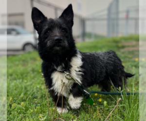 Mutt Dogs for adoption in Plymouth, MN, USA