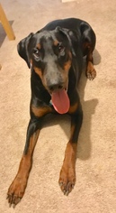 Doberman Pinscher Dogs for adoption in Indianapolis, IN, USA