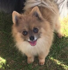 Pomeranian Dogs for adoption in Delaware, OH, USA