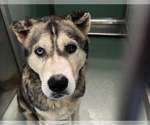 Siberian Husky-Unknown Mix Dogs for adoption in Moreno Valley, CA, USA