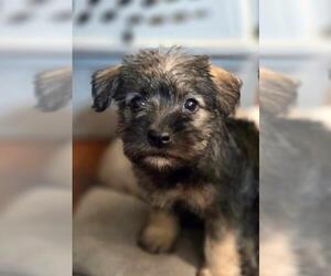 Mutt Dogs for adoption in Oakley, CA, USA