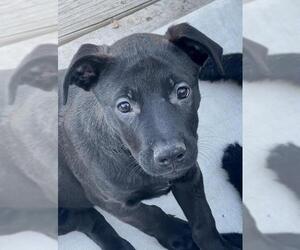 Mutt Dogs for adoption in Sandy, UT, USA