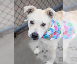 Labrador Retriever-Unknown Mix Dogs for adoption in Tulsa, OK, USA
