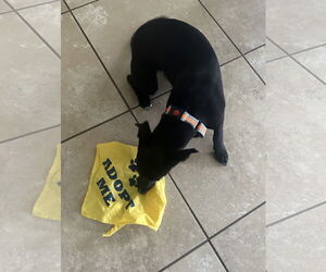 Rat-Cha Dogs for adoption in Valrico, FL, USA