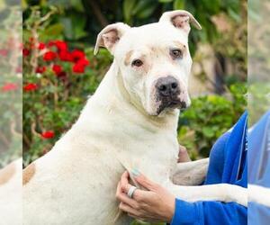 Mutt Dogs for adoption in Camarillo, CA, USA