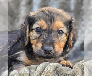 Labrador Retriever-Unknown Mix Dogs for adoption in San Diego, CA, USA