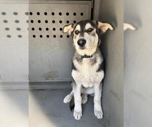 Siberian Husky Dogs for adoption in Downey, CA, USA