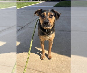 German Shepherd Dog-Unknown Mix Dogs for adoption in Forestville, MD, USA