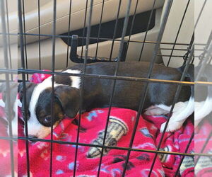 French Bull Weiner Dogs for adoption in Claremore, OK, USA