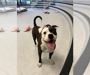 American Bulldog Dogs for adoption in Toronto, Ontario, Canada