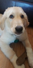 Golden Pyrenees Dogs for adoption in Nashville, TN, USA