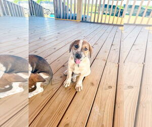 Collie Dogs for adoption in Denton, TX, USA