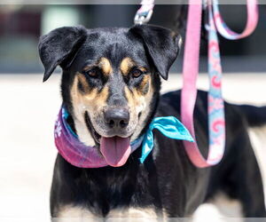 Labrador Retriever-Unknown Mix Dogs for adoption in San Diego, CA, USA