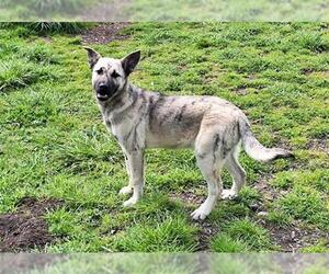 German Shepherd Dog-Unknown Mix Dogs for adoption in McKinleyville, CA, USA