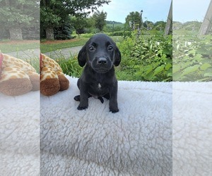 Labrador Retriever-Unknown Mix Dogs for adoption in SHERBURNE, NY, USA
