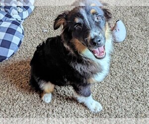 Australian Shepherd-Unknown Mix Dogs for adoption in Evansville, IN, USA