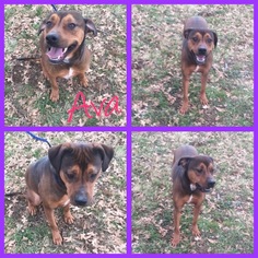 Labrador Retriever-Unknown Mix Dogs for adoption in Alvarado, TX, USA