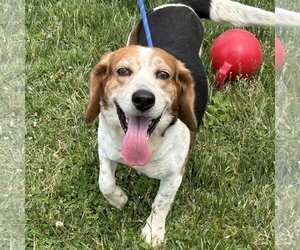 Beagle Dogs for adoption in Batavia, OH, USA