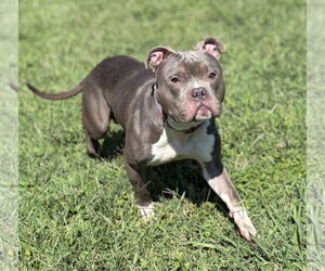 American Pit Bull Terrier-Unknown Mix Dogs for adoption in Virginia Beach, VA, USA