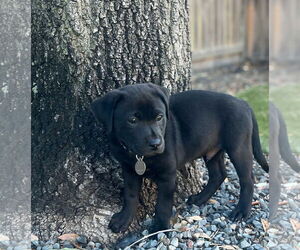 Labbe Dogs for adoption in Princeton, MN, USA