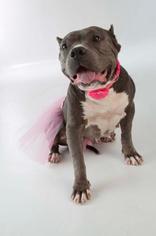 American Staffordshire Terrier Dogs for adoption in Huntington Beach, CA, USA