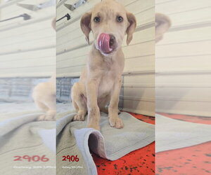 Catahoula Leopard Dog-Labrador Retriever Mix Dogs for adoption in Foristell, MO, USA