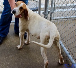 English Coonhound Dogs for adoption in Morehead, KY, USA