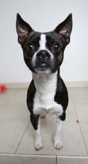 Boston Huahua Dogs for adoption in Eden Prairie, MN, USA