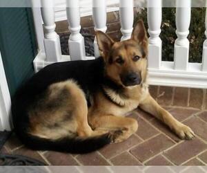 German Shepherd Dog Dogs for adoption in Mount Airy, NC, USA