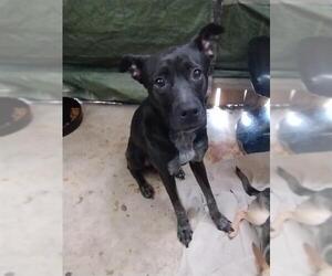 Chihuahua-Unknown Mix Dogs for adoption in San Antonio, TX, USA