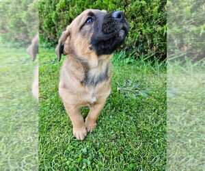 Labrottie Dogs for adoption in Bellingham, WA, USA