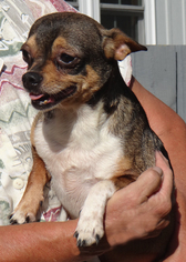 Chihuahua Dogs for adoption in Stockport, OH, USA