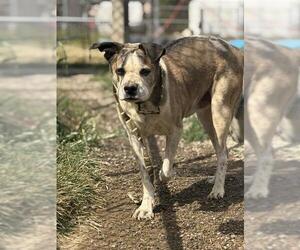 American Bulldog-Unknown Mix Dogs for adoption in Center Township, PA, USA