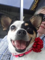 Pembroke Welsh Corgi-Rat Terrier Mix Dogs for adoption in Huntsville, AL, USA