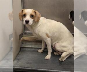 Chihuahua-Unknown Mix Dogs for adoption in Sacramento, CA, USA