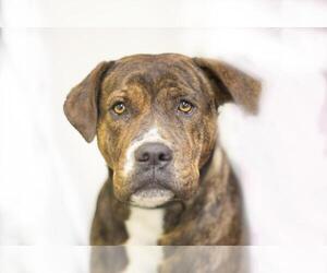 Bullboxer Pit Dogs for adoption in Mountain Home, AR, USA
