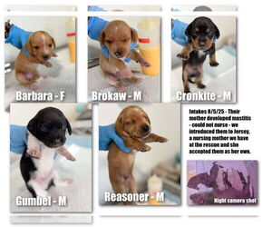 Chiweenie Dogs for adoption in Benton, LA, USA