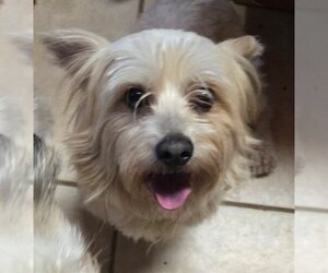 Shih Tzu Dogs for adoption in San Antonio, TX, USA