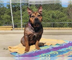 Small American Pit Bull Terrier-Chinese Shar-Pei Mix