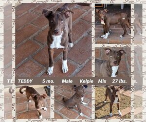 Australian Kelpie-Unknown Mix Dogs for adoption in Mesa, AZ, USA