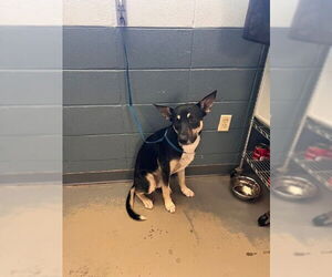 German Shepherd Dog-Unknown Mix Dogs for adoption in Tallahassee, FL, USA