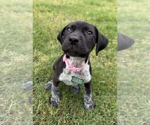 German Shorthaired Pointer-Unknown Mix Dogs for adoption in Greenville, SC, USA