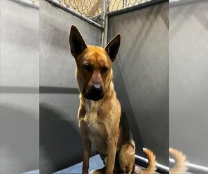 German Shepherd Dog Dogs for adoption in HESPERIA, CA, USA