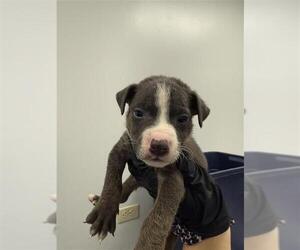 American Pit Bull Terrier-Rat Terrier Mix Dogs for adoption in Corpus Christi, TX, USA